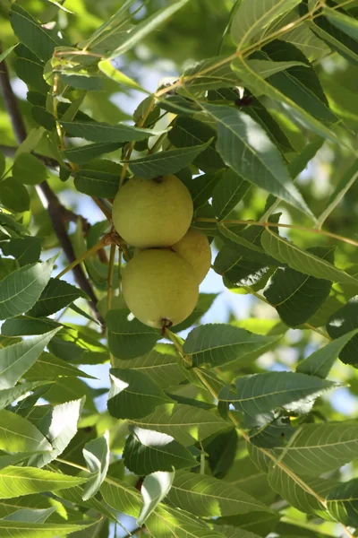 Nueces creciendo en el árbol —  Fotos de Stock