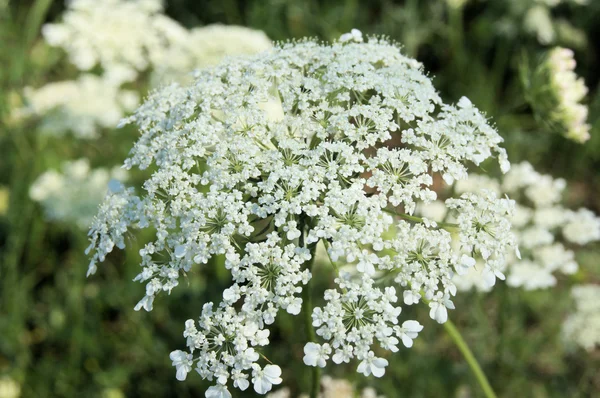 Queen Annes Lace — Stock Photo, Image