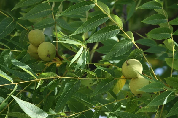 Stock image Walnuts growing on Tree