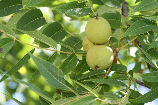 stock image Walnuts growing on Tree