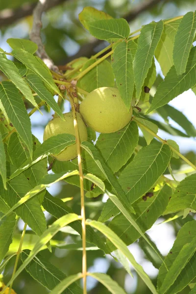 stock image Walnuts growing on Tree