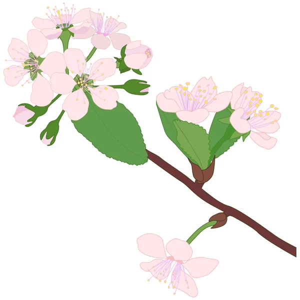 Blossom cherry — Stock Vector