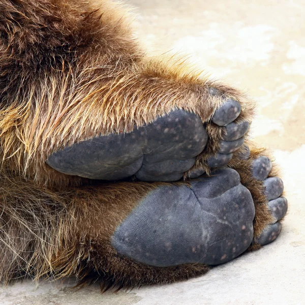 Niedźwiedź nogi — Zdjęcie stockowe
