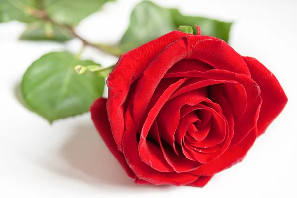 Big red rose. Stock Image