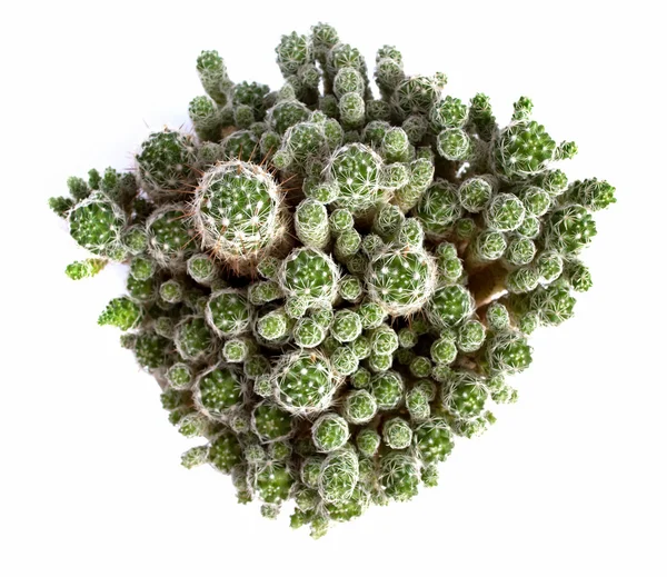 stock image Ballshape cactus family.