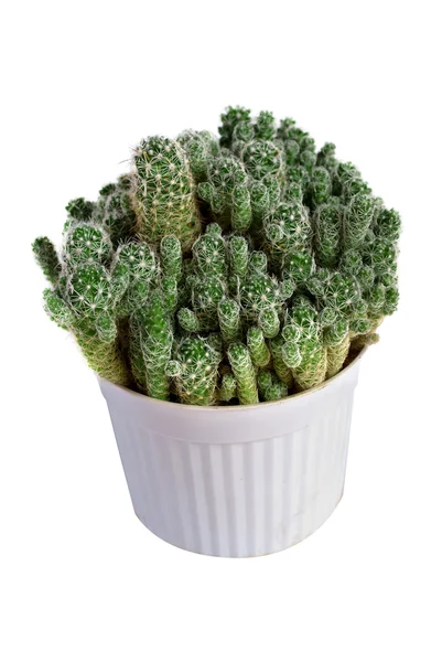 Grande famiglia di cactus — Foto Stock