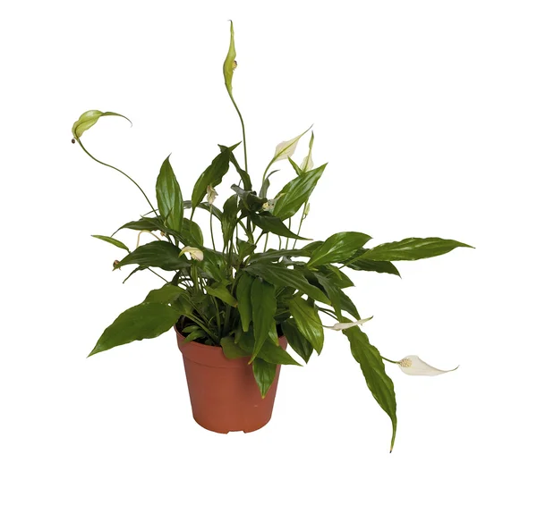 Spathiphyllum wallisii. — Stock Photo, Image