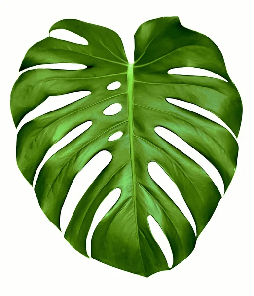 Monstera leaf. — Stock Photo, Image