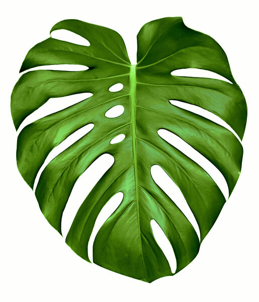 Monstera leaf.