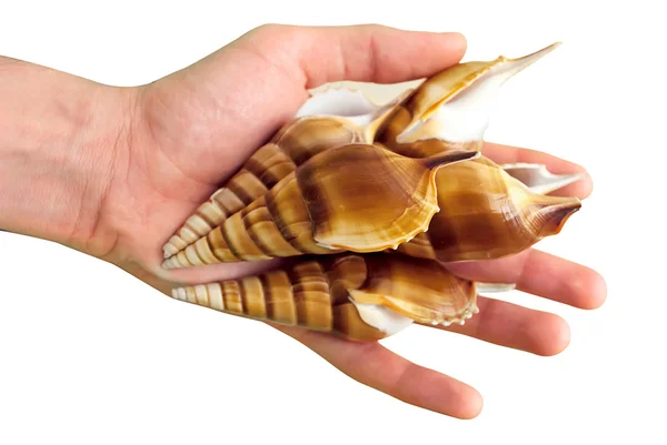 Conchas marinas en la mano — Foto de Stock