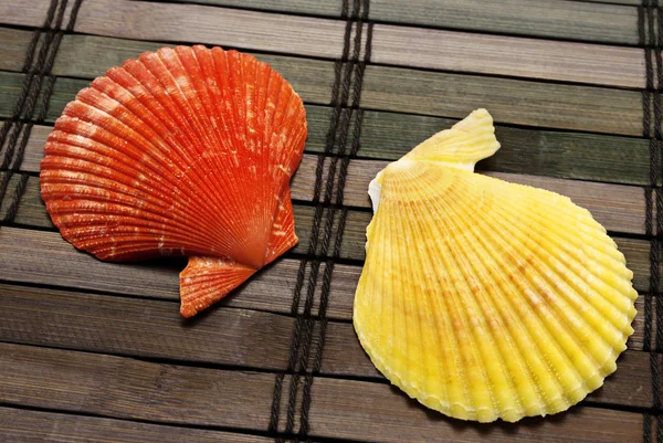 Two seashells — Stock Photo, Image
