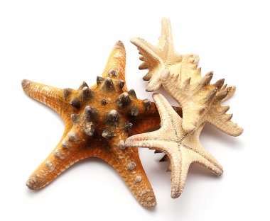 Seastars