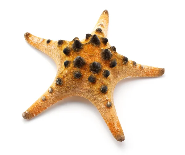 Star spotty — Foto Stock