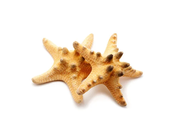 Spetsiga sjöstjärnor — Stockfoto