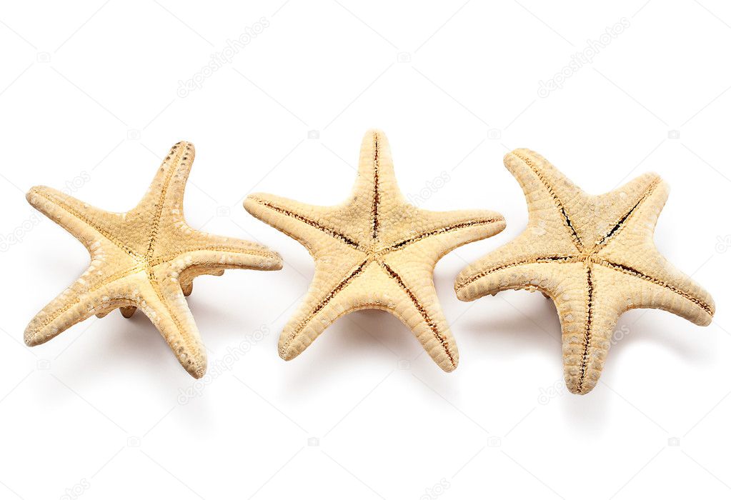 Three seastars