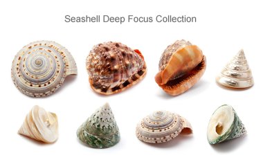 Seashell derin odak koleksiyonu