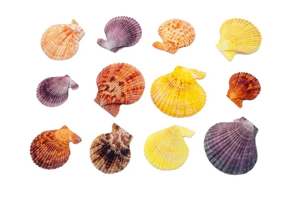 Seashell set. — Stock Photo, Image