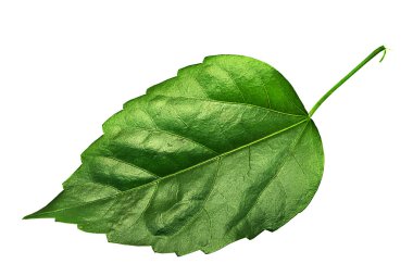 Big leaf clipart