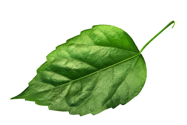 Big leaf — Stock Photo, Image