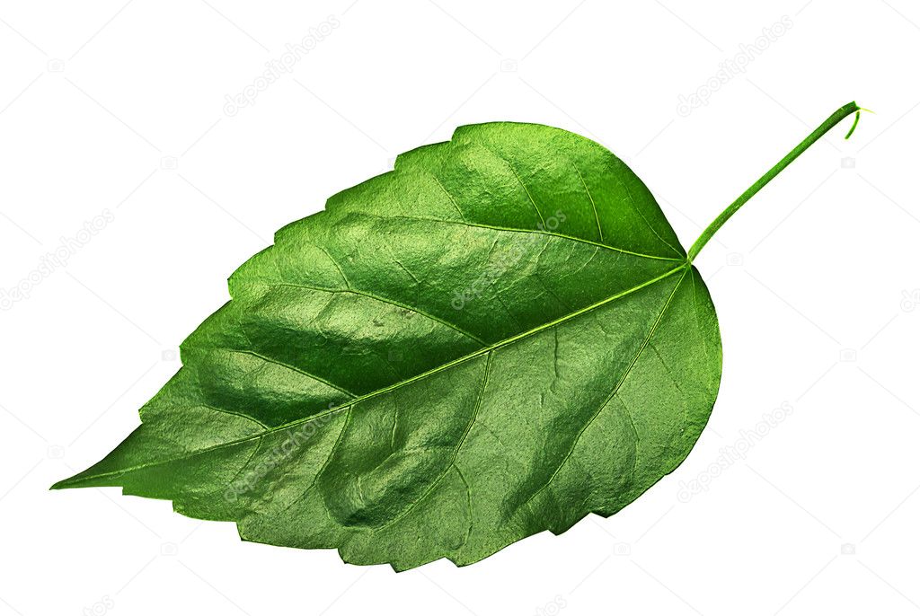 Big leaf