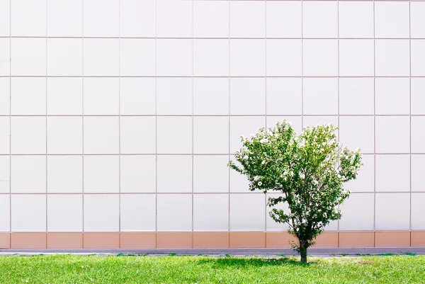 単独での緑の木, — ストック写真