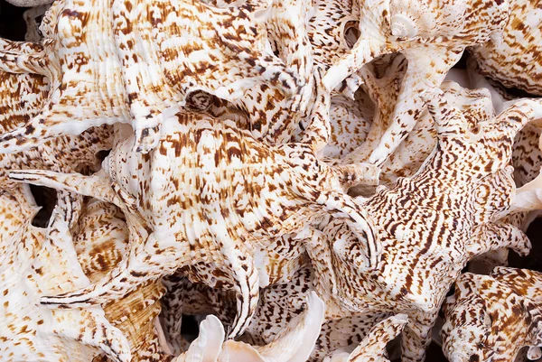 Conchas marinas. —  Fotos de Stock