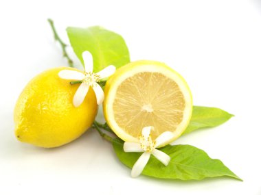 limon çiçekleri ve limon meyve