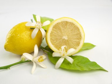 limon çiçekleri ve limon meyve