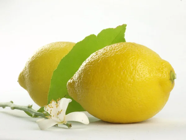 Flores de limón y frutas de limón — Foto de Stock