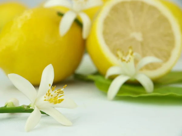 Lemon flowers and lemon fruits — Stock Photo, Image