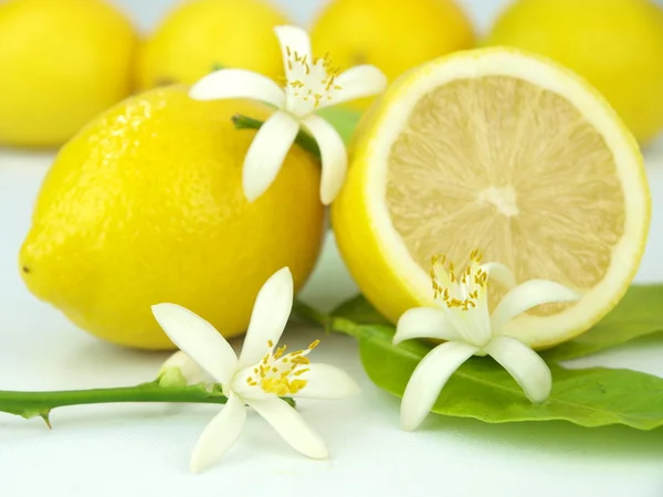 Zitronenblüten und Zitronenfrüchte — Stockfoto