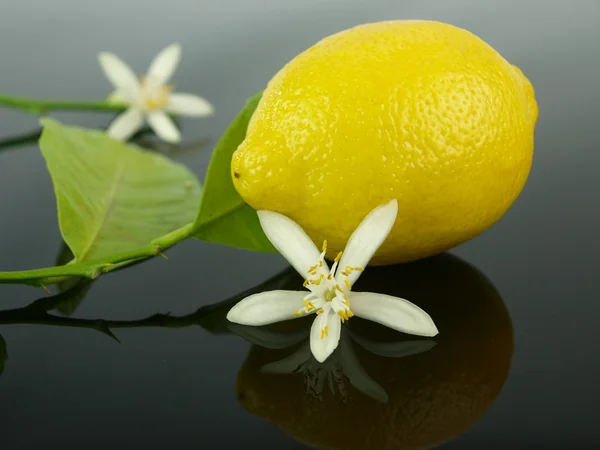 Lemon flowers and lemon fruit — Stock Photo, Image