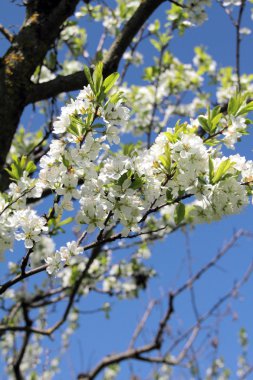 Branch with white almond blossom clipart