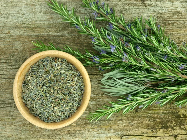 Lavender plant — Stock Photo, Image