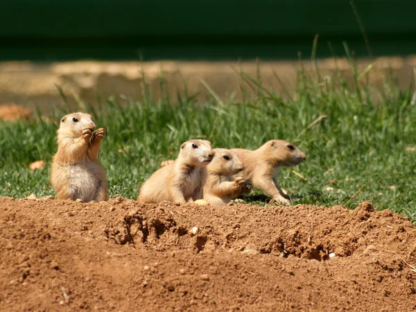 Sebuah keluarga Prairie Dogs — Stok Foto
