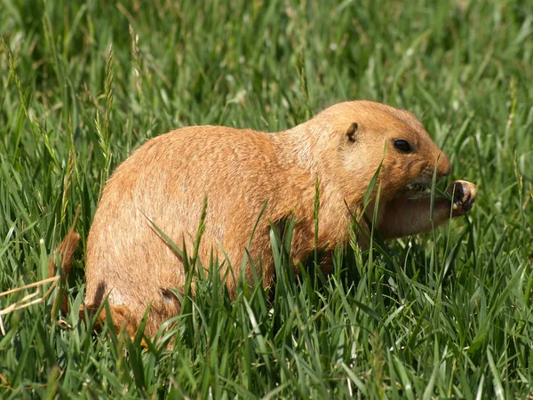 Un petit chien de prairie — Photo