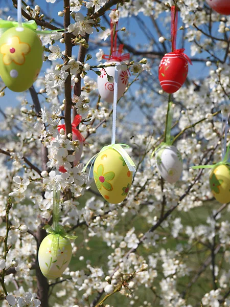 Easter eggs on tree — Stock Photo, Image