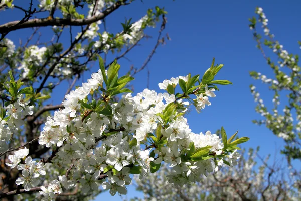 Branch with white almond blossom — Stock Photo, Image