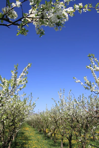 Árvores de flor de amêndoa na primavera — Fotografia de Stock