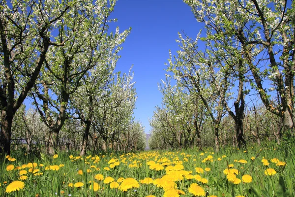 Mandlový květ stromy na jaře — Stock fotografie