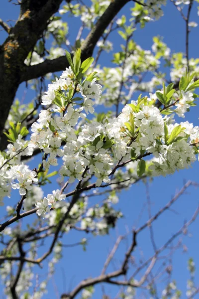 Gren med vita almond blossom — Stockfoto