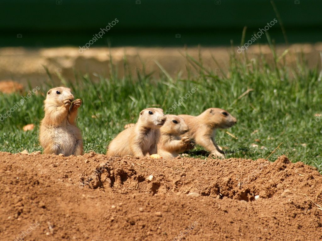 can prairie dogs eat celery