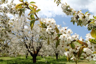 Almond flower trees at spring clipart