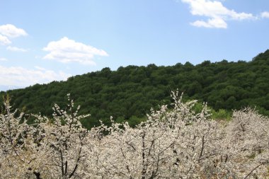 badem çiçeği bahar, ağaçlar