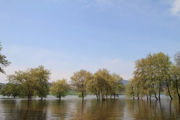 stock image Trees in the lake