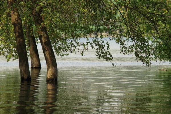 Δέντρα στη λίμνη — Φωτογραφία Αρχείου
