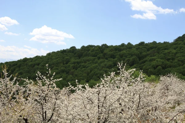 Badem çiçeği bahar, ağaçlar — Stok fotoğraf