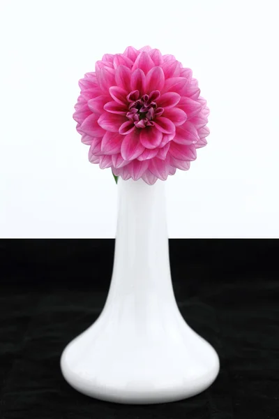 Vaso branco com flor de dália — Fotografia de Stock