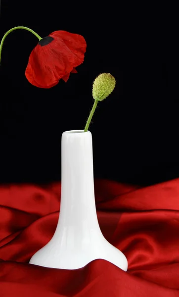 Vaso branco com flor de papoula botão — Fotografia de Stock