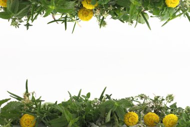 Border of fresh herbs on white background clipart